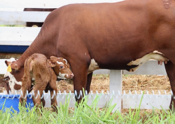 Ir para  <p><big>Ela ainda n&atilde;o tem nome, mas j&aacute; virou atra&ccedil;&atilde;o na Expoagro Afubra. O primeiro ano em que a Emater/RS-Ascar est&aacute; trabalhando com bovinos de corte na parcela da...