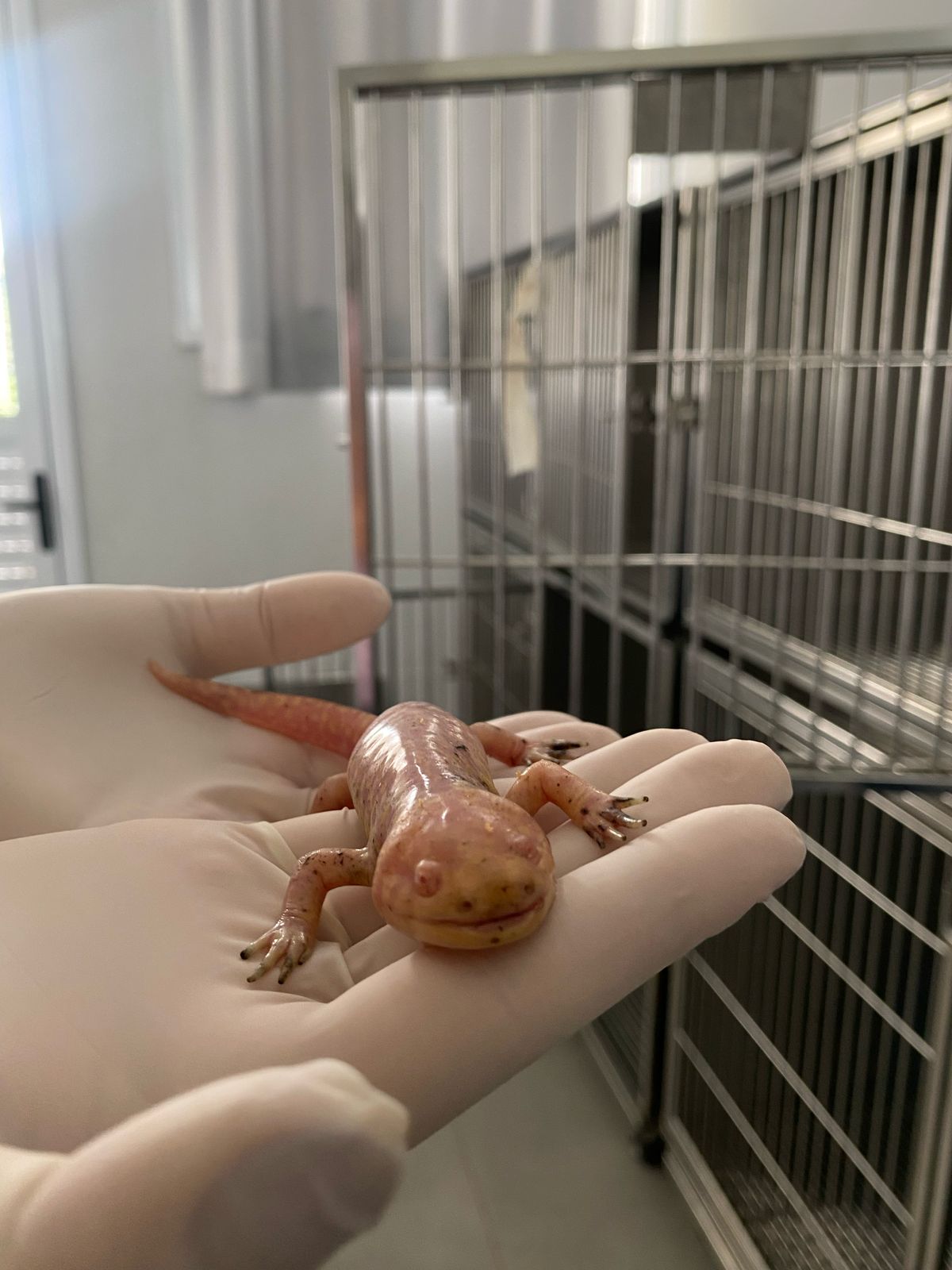 Ir para  <p><big>O Centro Cl&iacute;nico do Curso de Medicina Veterin&aacute;ria da URI Erechim recebeu na segunda-feira, 31 de mar&ccedil;o, um axolote, esp&eacute;cie de salamandra, para avalia&ccedil;&atilde;o...