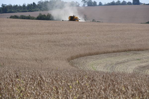 Ir para  <p><big>A colheita da soja no Rio Grande do Sul avan&ccedil;a de forma significativa, alcan&ccedil;ando 80% das &aacute;reas semeadas na safra 2024/2025, estando 17% das lavouras em matura&ccedil;&atilde;o e 3% em...