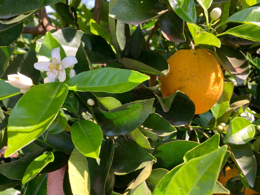 Ir para  <p>Uma laranjeira fixa 4,28 quilos de Carbono por ano em sua biomassa, nos pomares comerciais do cintur&atilde;o citr&iacute;cola brasileiro, que compreende o estado de S&atilde;o Paulo e o Sudoeste/Tri&acirc;ngulo Mineiro....