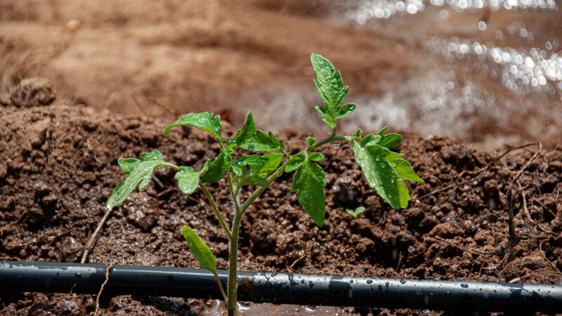 Ir para  <p>Produtores rurais t&ecirc;m at&eacute; a pr&oacute;xima ter&ccedil;a-feira, 29 de julho, para se&nbsp;<a href="https://www.agricultura.rs.gov.br/supera-estiagem-editais">inscrever no edital da segunda...