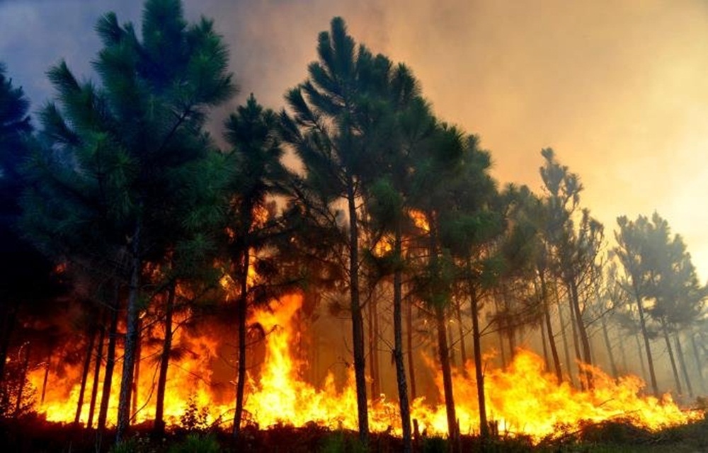 Ir para  <p>Um grande inc&ecirc;ndio atinge &aacute;rea de vegeta&ccedil;&atilde;o, desde a tarde de domingo, no Litoral Norte. De acordo com os bombeiros de Cidreira, o fogo, que afeta &aacute;rea pr&oacute;xima do Centro de...
