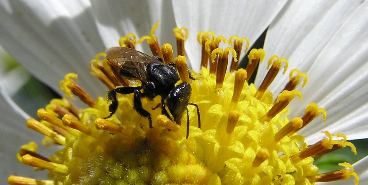 Ir para  <p><big>O passo inicial para come&ccedil;ar a criar abelhas nativas sem ferr&atilde;o &eacute; entender que esses insetos dependem de uma rela&ccedil;&atilde;o hol&iacute;stica com o ambiente. N&atilde;o...