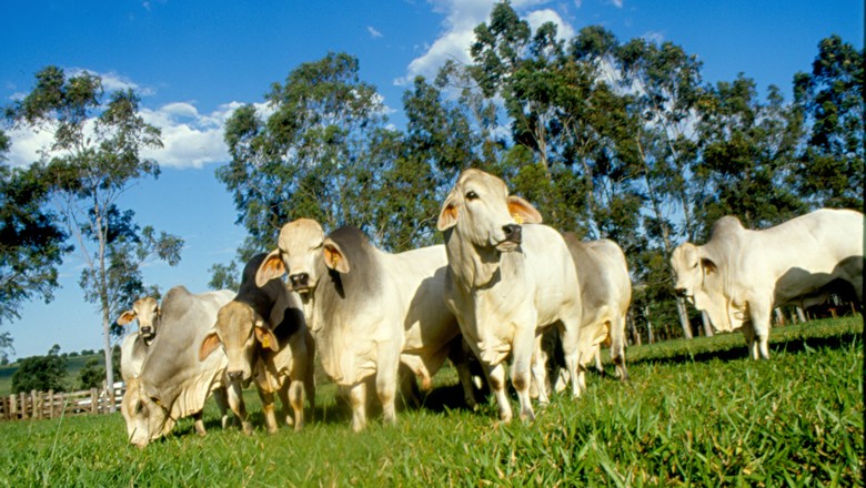 Ir para  <p>Os produtores brasileiros registraram um abate de 31,90 milh&otilde;es de cabe&ccedil;as de bovinos em 2018, um aumento de 3,4% em rela&ccedil;&atilde;o a 2017, segundo os resultados preliminares da Pesquisa Trimestral do...