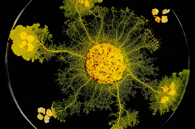 Ir para  <p><big>Se algu&eacute;m a&iacute; acha a natureza humana complexa demais para ser compreendida, ent&atilde;o prepara-se para conhecer o&nbsp;<em>Physarum polycephalum</em>, mais conhecido simplesmente como...