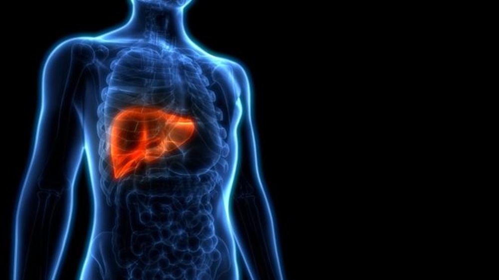 Ir para  <p><big>&Eacute; respons&aacute;vel por filtrar o sangue de subst&acirc;ncias nocivas, como &aacute;lcool e drogas, usa o a&ccedil;&uacute;car como fonte de energia quando seus n&iacute;veis...