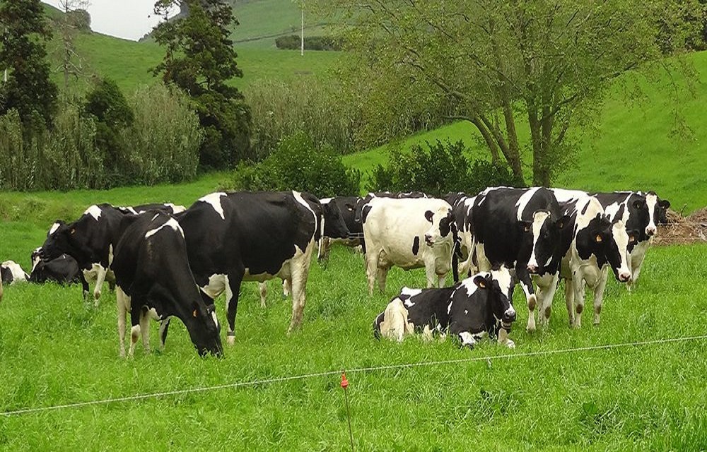 Ir para  <p>Cientistas austr&iacute;acos disseram ter descoberto um dos motivos por que estar perto de vacas faz t&atilde;o bem aos humanos. Ao coletarem a poeira de est&aacute;bulos, os pesquisadores detectaram a presen&ccedil;a de...