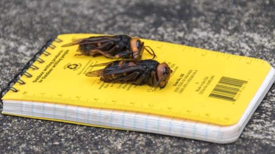 Ir para  <p><big>Nativas da &Aacute;sia, as chamadas vespas gigantes asi&aacute;ticas (<em>Vespa mandarinia</em>) foram vistas pela primeira vez nos Estados Unidos em dezembro do ano passado, e sua presen&ccedil;a vem...