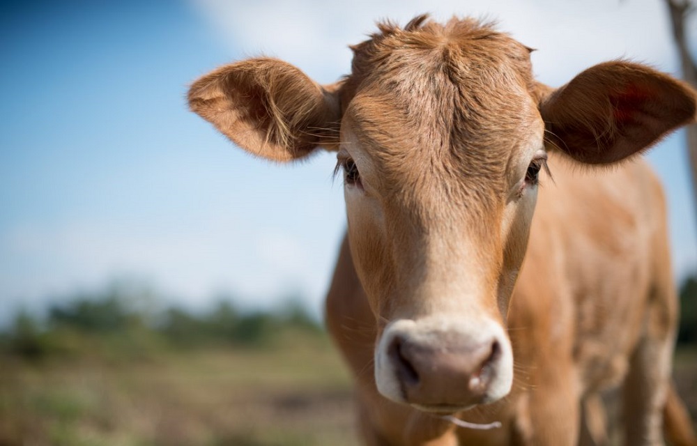 Ir para  <p>A empresa de biotecnologia SAB Biotherapeutics, de Dakota do Sul, nos Estados Unidos, desenvolveu um anticorpo a partir de vacas geneticamente modificadas que pode combater o novo coronav&iacute;rus. O m&eacute;todo &eacute;...