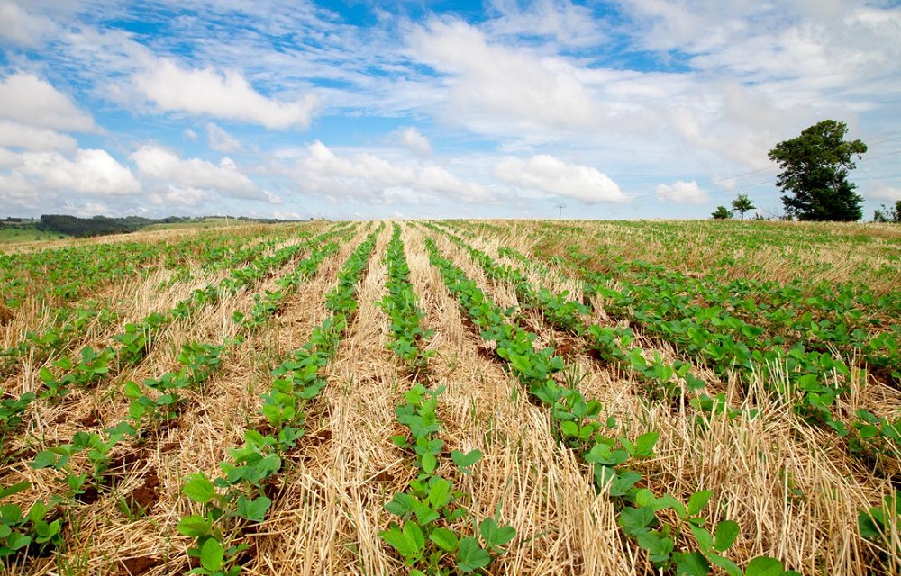 Ir para  <p>A &aacute;rea plantada com soja no Brasil em 2020/2021 deve crescer 2,5%, para 37,99 milh&otilde;es de hectares, projetou a consultoria Datagro nesta quarta-feira. O aumento em rela&ccedil;&atilde;o aos 37,05...