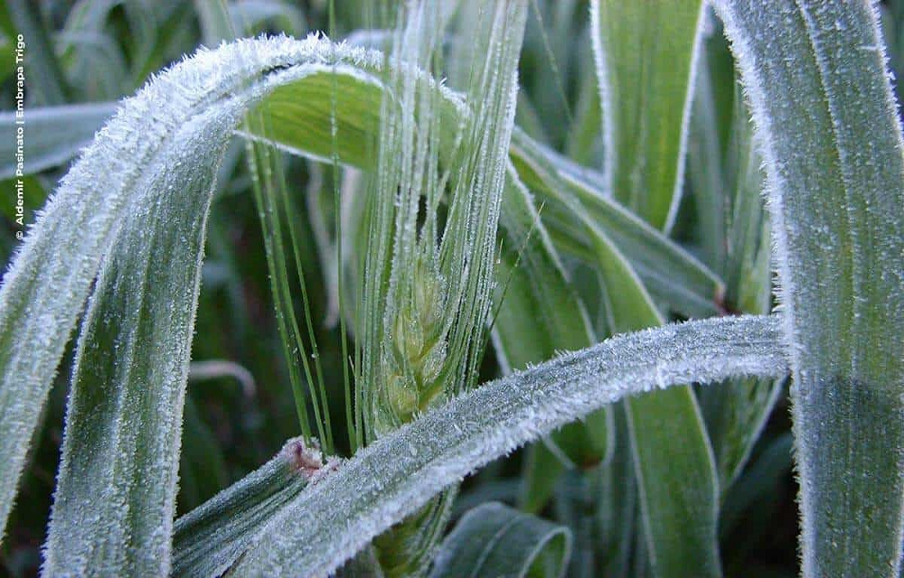 Ir para  <p>As geadas da semana passada provocaram perdas de pelo menos 25% do potencial produtivo das lavouras de trigo no Rio Grande do Sul, segundo avalia&ccedil;&atilde;o preliminar da Federa&ccedil;&atilde;o das Cooperativas...