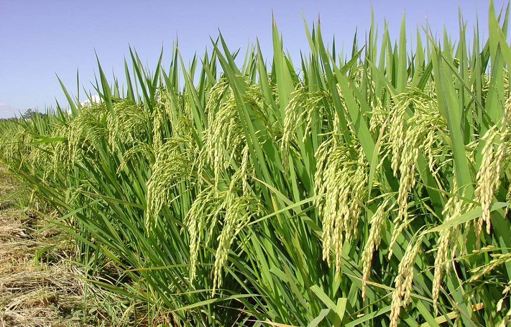Ir para  <p>Os produtores de arroz ir&atilde;o ampliar em 3,5% a &aacute;rea plantada na safra 2020/2021, com a semeadura de 969.192 hectares, 32.876 hectares a mais do que no ciclo 2019/2020. A estimativa&nbsp;foi divulgada ontem pelo...