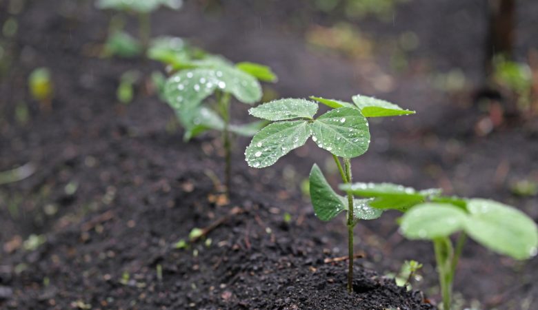 Ir para  <p>Entendo que fazer agricultura &eacute;, sobretudo, um ato de f&eacute;. Semear a terra &eacute; mais que uma tarefa, &eacute; um voto de confian&ccedil;a&nbsp;no clima, no mercado, enfim, no...