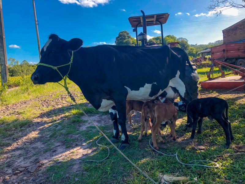 Ir para  Vaca dá à luz a bezerros quadrigêmeos em Venâncio Aires