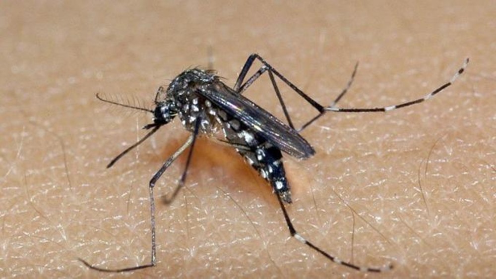 Ir para  <p><big>A Secretaria Estadual de Sa&uacute;de (SES) confirmou mais quatro mortes por dengue no Rio Grande do Sul nesta sexta-feira (8). Desde o come&ccedil;o do ano, s&atilde;o cinco &oacute;bitos pela...