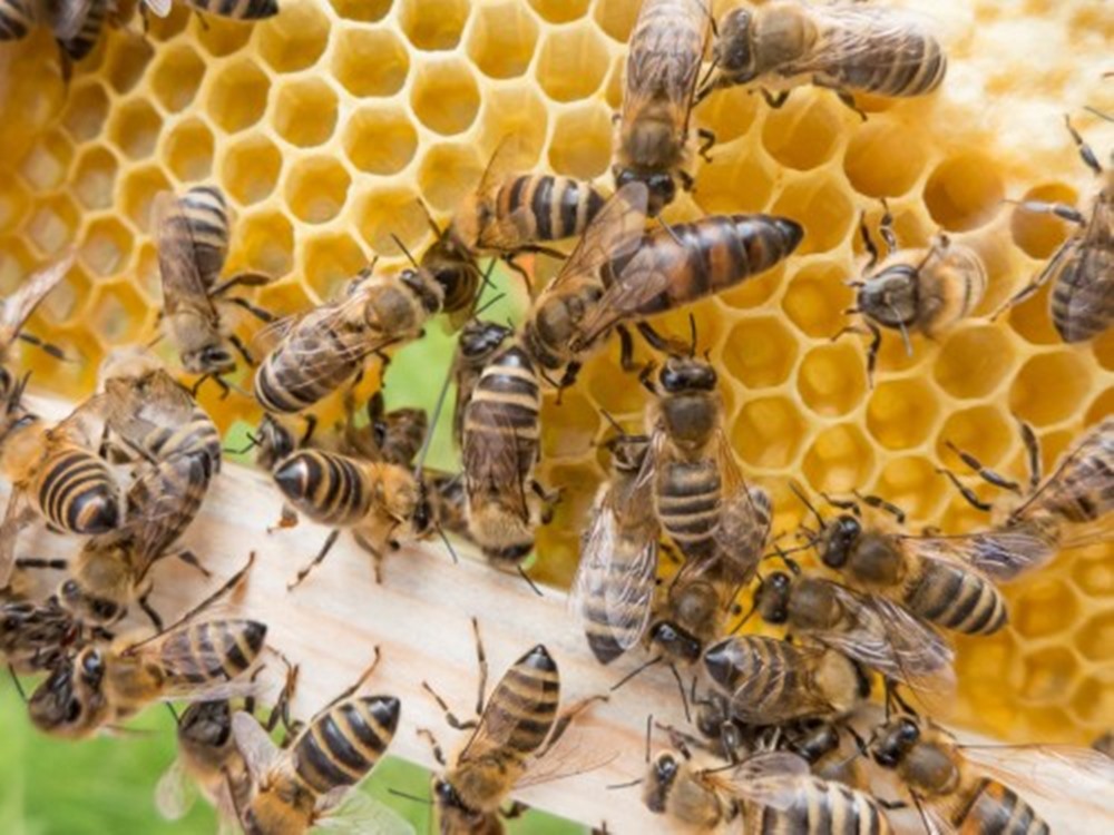 Ir para  <p><big>As abelhas s&atilde;o muitas vezes associadas &agrave; produ&ccedil;&atilde;o de mel a partir do n&eacute;ctar das flores, mas a import&acirc;ncia desses insetos vai muito al&eacute;m disso. Elas...