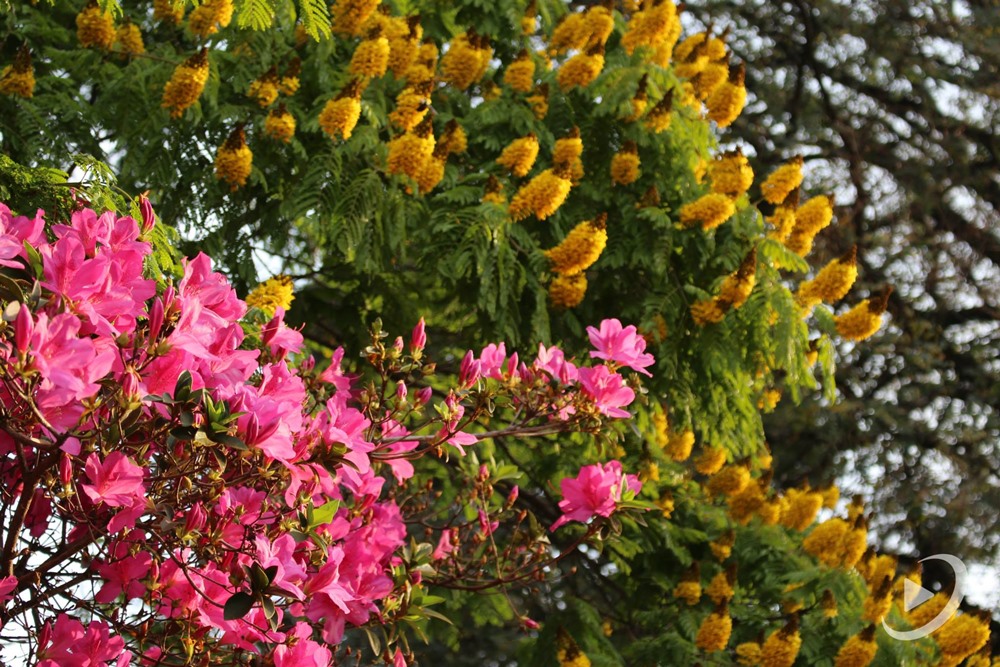 Ir para  <p><big>A primavera inicia nesta quinta-feira, &agrave;s 22h04min, e deve ser marcada mais uma vez pela instala&ccedil;&atilde;o de um novo epis&oacute;dio do fen&ocirc;meno clim&aacute;tico La Ni&ntilde;a...