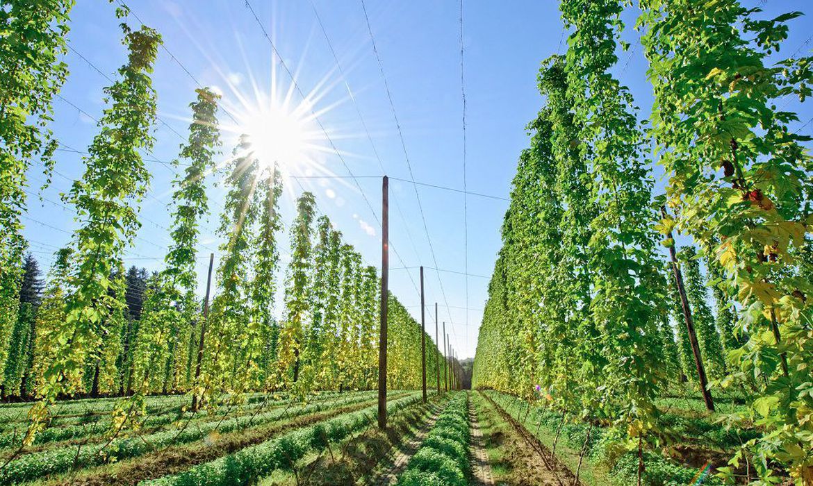 Ir para  <p>O Brasil pode deixar de depender da importa&ccedil;&atilde;o de l&uacute;pulo, um dos principais ingredientes da cerveja. Pesquisadores da Empresa Brasileira de Pesquisa Agropecu&aacute;ria (Embrapa) est&atilde;o...