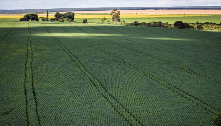 Ir para  <p>O plen&aacute;rio do Senado aprovou nesta quarta-feira (10) o substitutivo ao projeto de lei que muda o c&aacute;lculo dos pre&ccedil;os m&iacute;nimos de produtos agr&iacute;colas. A proposta estabelece novos...