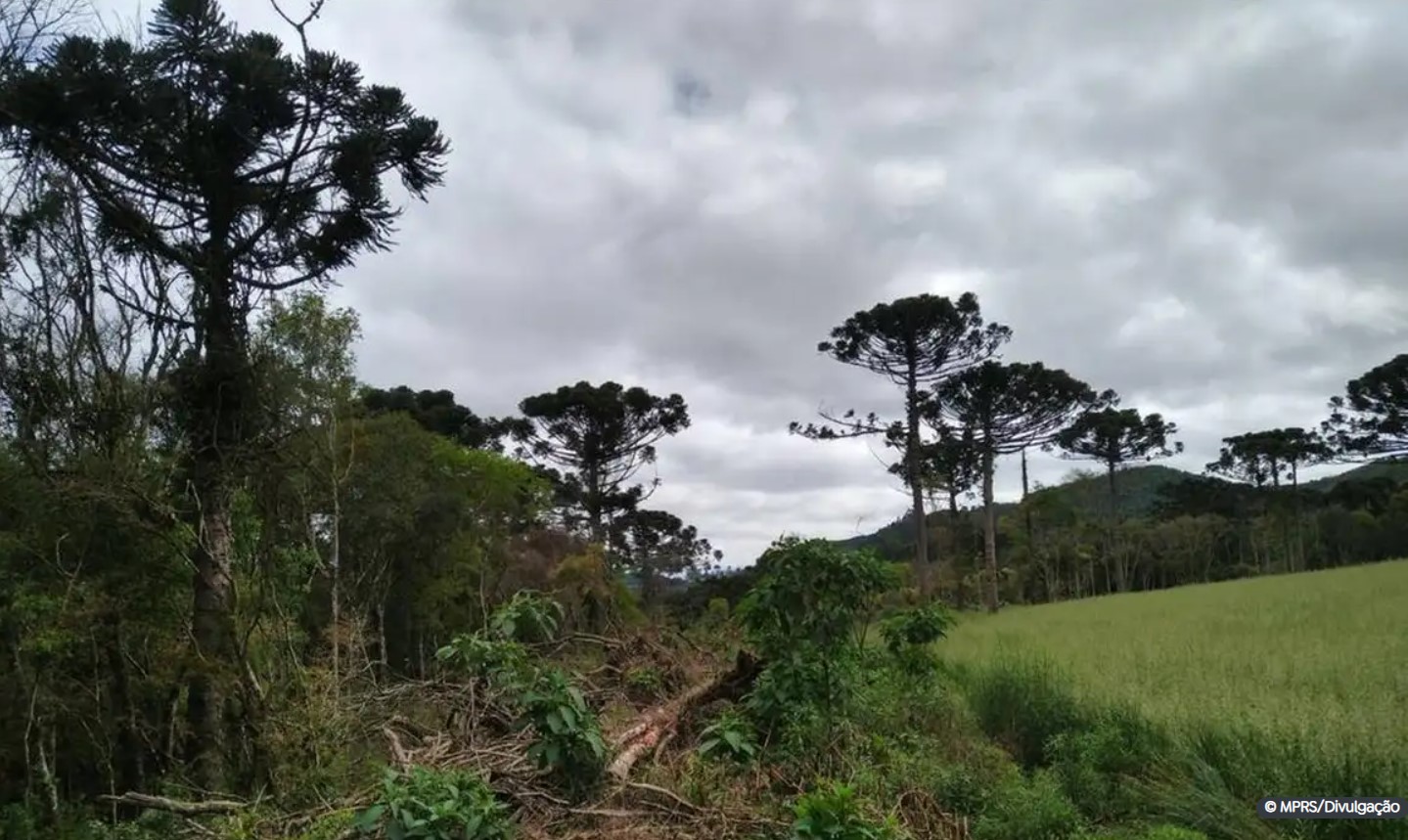 Ir para  <p><big>O desmatamento na Mata Atl&acirc;ntica caiu 59% de janeiro a agosto deste ano em compara&ccedil;&atilde;o com o mesmo per&iacute;odo de 2022, informa o novo boletim do Sistema de Alertas de Desmatamento,...