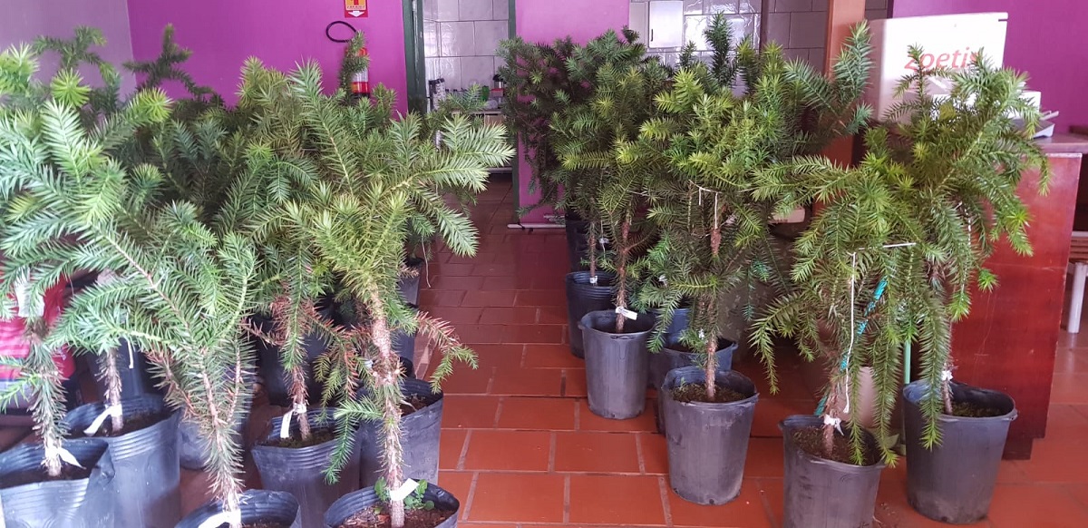 Ir para  <p><big>O munic&iacute;pio de Viadutos, atrav&eacute;s da Secretaria de Agricultura, fez hoje (19), a segunda entrega de pinheiros clonados aos produtores do munic&iacute;pio....