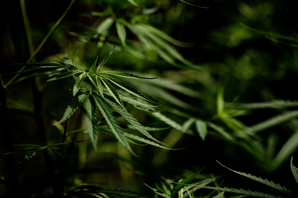 Ir para  <p><big>Ap&oacute;s nove anos de sucessivas interrup&ccedil;&otilde;es, por 6 votos a 3, o Supremo Tribunal Federal (STF) finalizou nesta quarta-feira (26) o julgamento que descriminalizou o porte de maconha para uso...