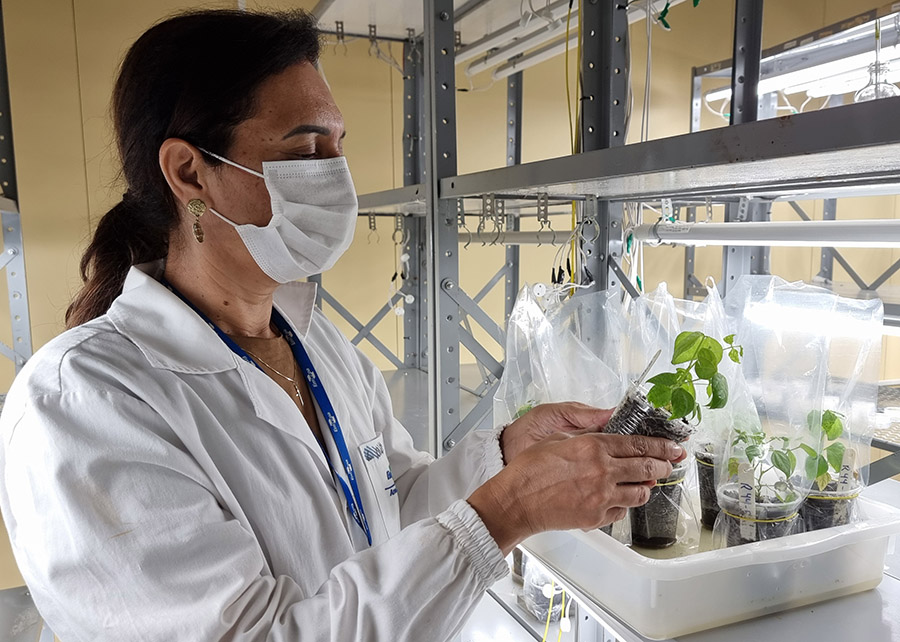 Ir para  <ul>
	<li><big><em>Cientistas eliminaram da planta do feij&atilde;o dois genes relacionados &agrave; produ&ccedil;&atilde;o de oligossacar&iacute;deos (carboidratos) da...